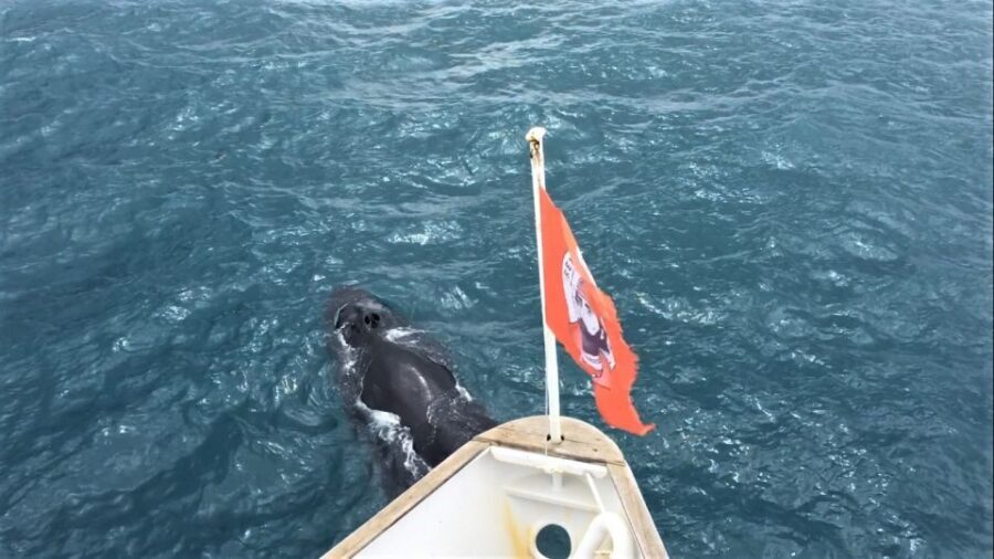 Reykjavik: Whale Watching Excursion & Whale Exhibition - What You’re Really Looking For: Minke, Humpback, Dolphins, and More