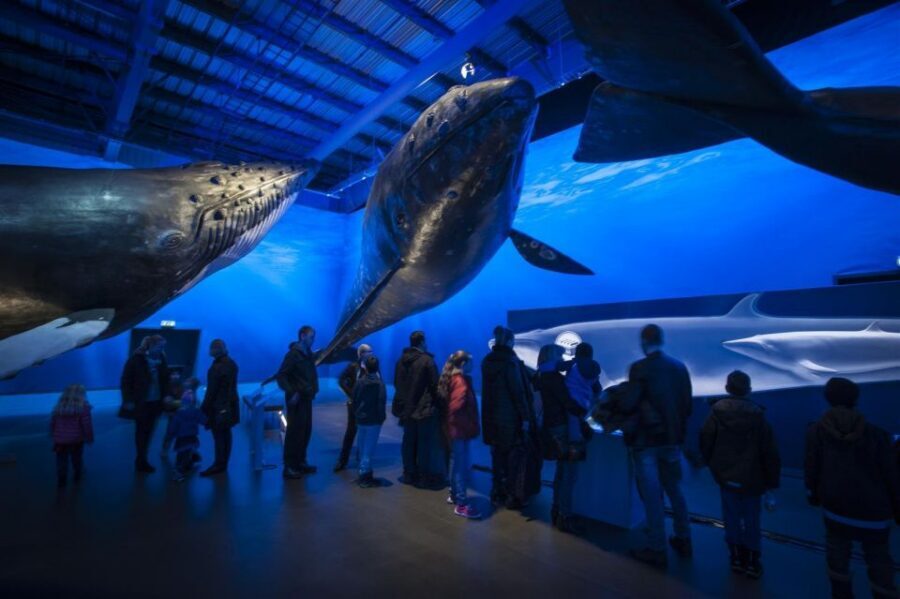 Reykjavik: Whale Watching Excursion & Whale Exhibition - Price and Value: Is $160 Worth It?