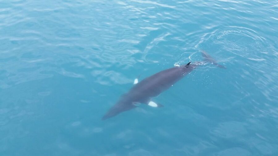 Reykjavik: Whale Watching Excursion & Whale Exhibition - Weather and Sightings: How to Think About the Atlantic