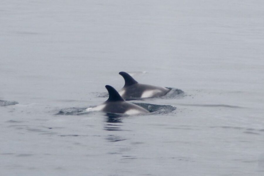 Reykjavik: Whale Watching Excursion & Whale Exhibition - Who This Tour Suits Best (and Who Might Skip It)