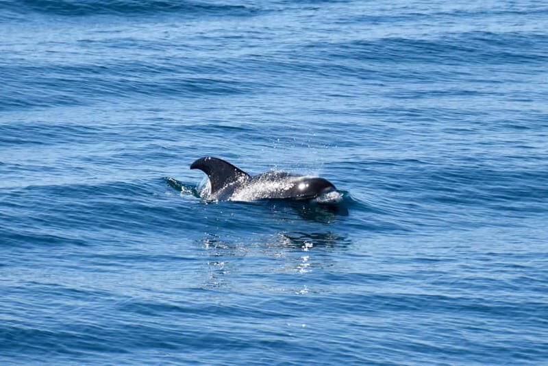 Reykjavik: Whale Watching Express - Value for $88: Why “Express” Can Be a Smart Spend