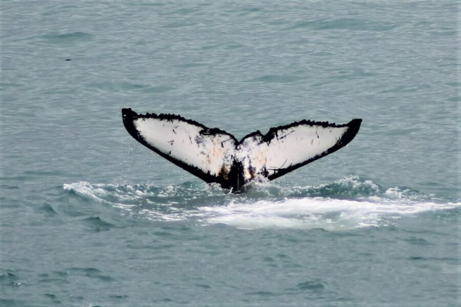 Reykjavik: Whale Watching in Faxaflói Bay & Live Lava Show - Key highlights worth planning for