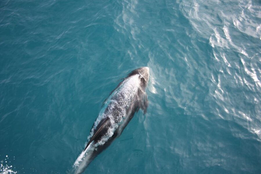 Reykjavik: Whale Watching in Faxaflói Bay & Live Lava Show - How this Reykjavik whale-and-lava combo really works