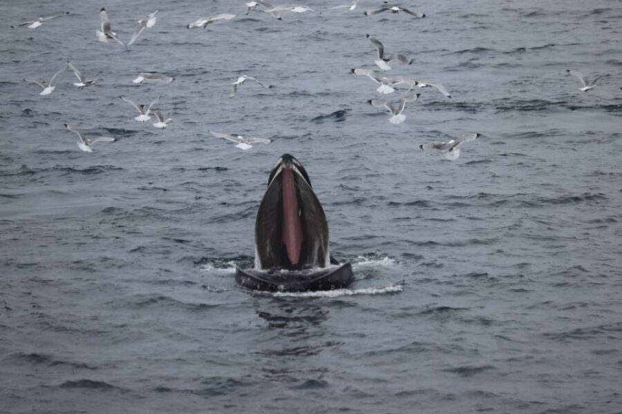 Reykjavik: Whale Watching in Faxaflói Bay & Live Lava Show - Learning while you spot: models and species basics