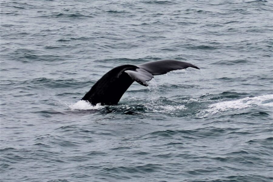 Reykjavik: Whale Watching in Faxaflói Bay & Live Lava Show - Price and value: is $154 per person worth it?
