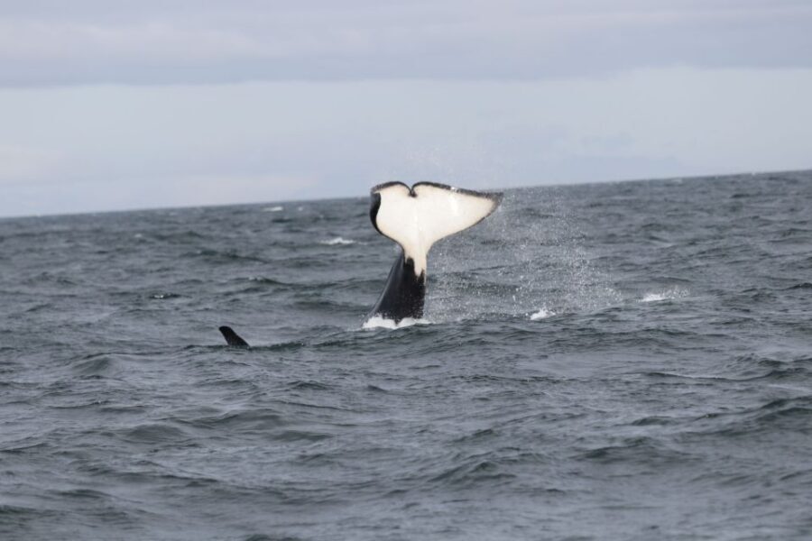 Reykjavik: Whale Watching in Faxaflói Bay & Live Lava Show - Whale watching in Faxaflói Bay: what you’re hunting for