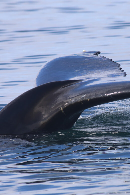 Reykjavik: Whale Watching Morning Expedition - Key highlights to know before you go