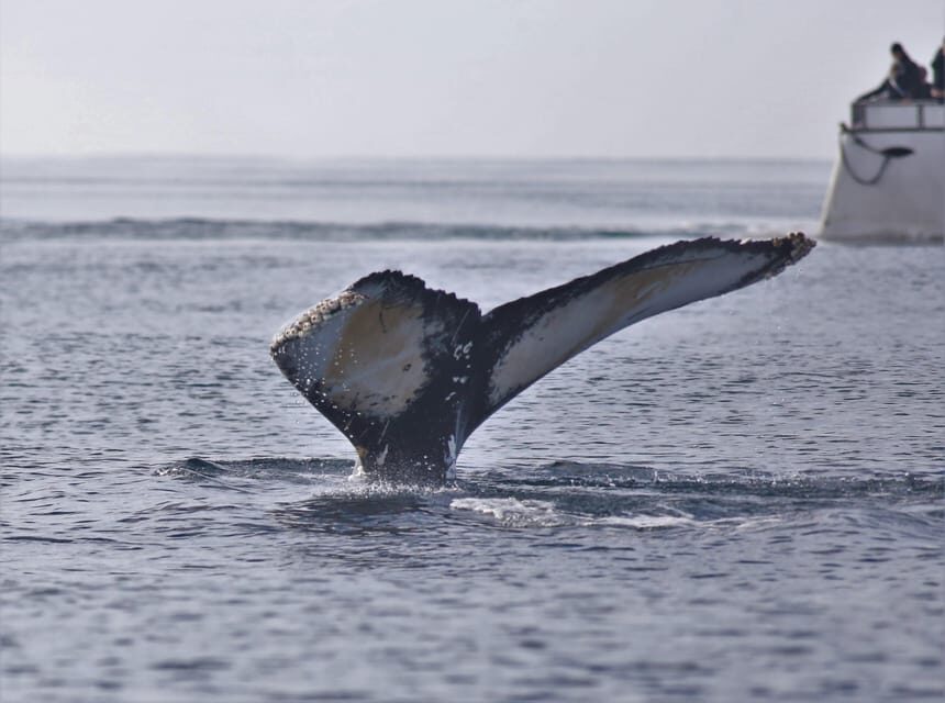 Reykjavik: Whale Watching Morning Expedition - Who should book this and who should skip it