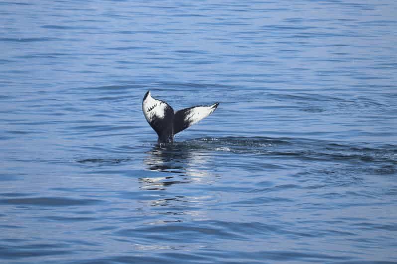Reykjavik: Whale Watching Morning Expedition - Setting out from Reykjavik’s Old Harbour at 9:00