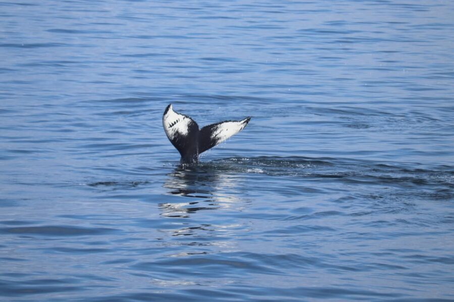 Reykjavik: Whale Watching Morning Expedition - The onboard comfort that makes the difference in cold weather