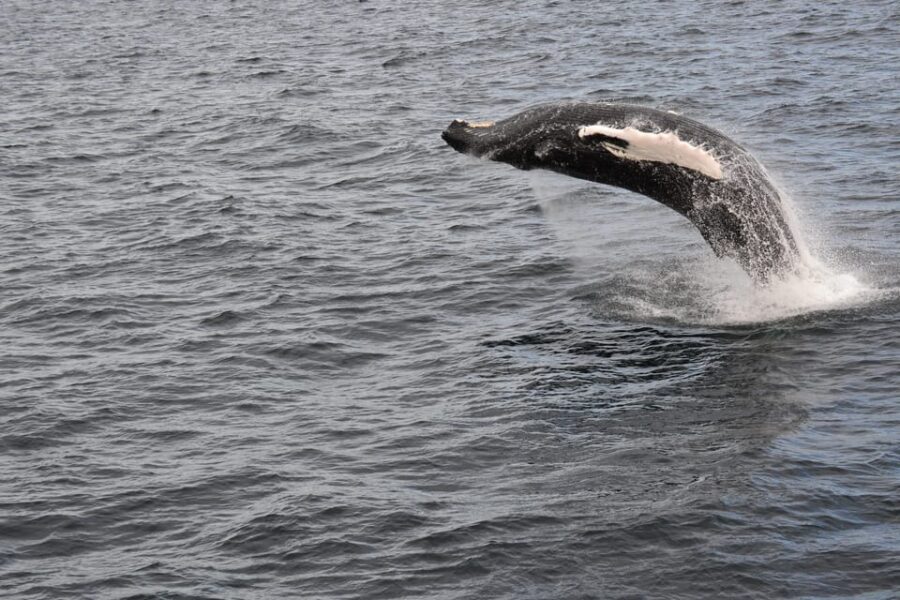 Reykjavik: Whale Watching Morning Expedition - Live English-guided scanning: how the crew helps you spot whales