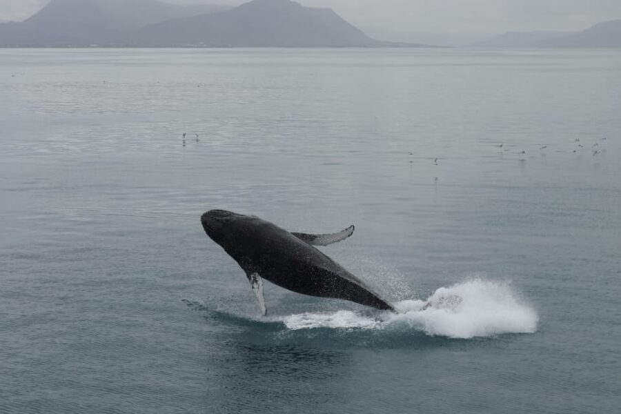Reykjavik: Whale Watching Morning Expedition - Wi‑Fi, the bar, and small wins that keep the trip fun