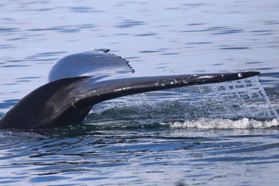 Reykjavik: Whale Watching Morning Expedition - Price and value: what you get for $103