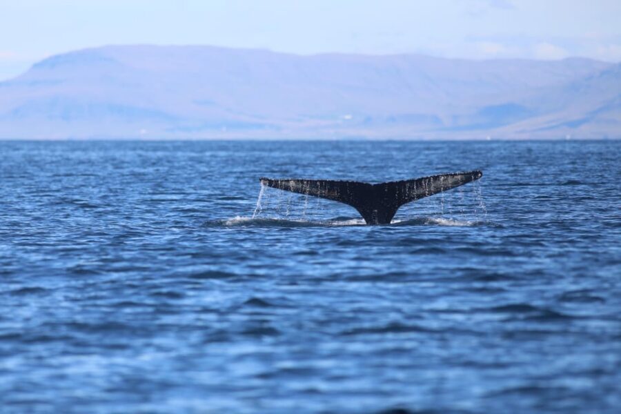 Reykjavik: Whale Watching Morning Expedition - Itinerary in real life: from Geirsgata 11 back to the same spot