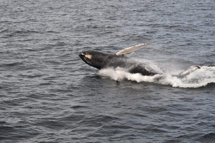 Reykjavik: Whale Watching Morning Expedition - What to bring for a smoother morning on the water