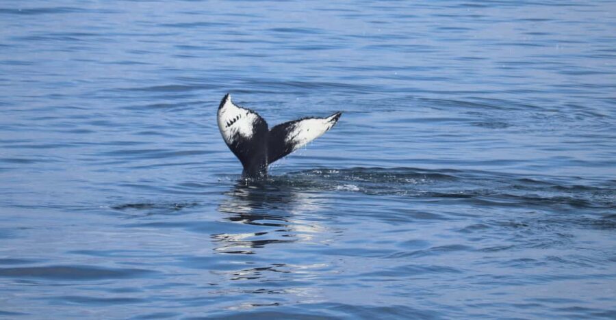 Reykjavik: Whale Watching Morning Expedition - What you’re actually hunting for in Faxaflói Bay