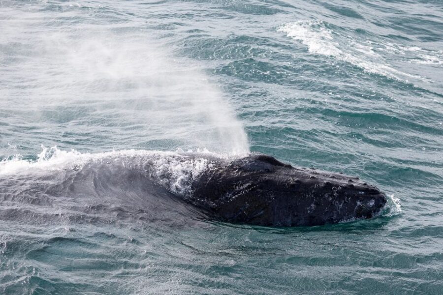 Reykjavik: Whale Watching & Northern Lights Combo Cruise - Should You Book This Reykjavik Whale Watching and Northern Lights Combo?