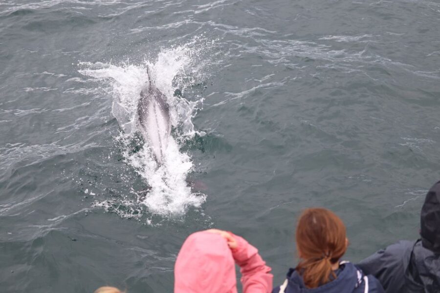 Reykjavik: Whale Watching & Northern Lights Combo Cruise - Northern Lights at Sea: Why the Outdoor Deck Matters