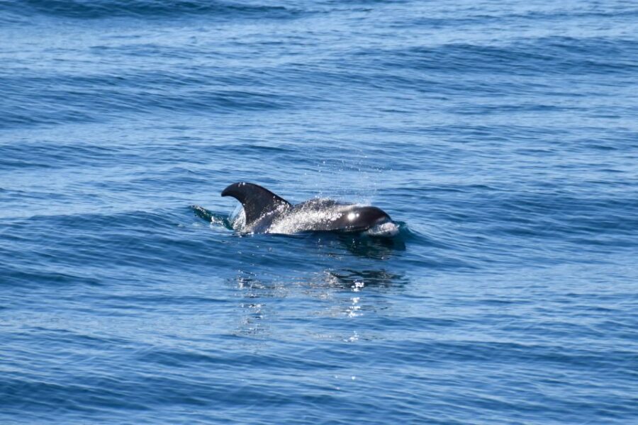 Reykjavik: Whale Watching Tour, Whales of Iceland Exhibition - FAQ
