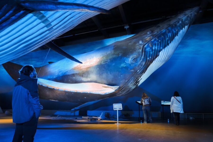 Reykjavik: Whale Watching Tour, Whales of Iceland Exhibition - Reykjavík’s Old Harbor to Faxaflói Bay: the whale hunt you can actually enjoy