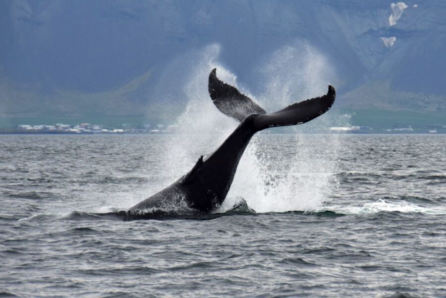 Reykjavik: Whale Watching Tour, Whales of Iceland Exhibition - Guides and interpretation: what you should expect from people like Lucas and Ivan
