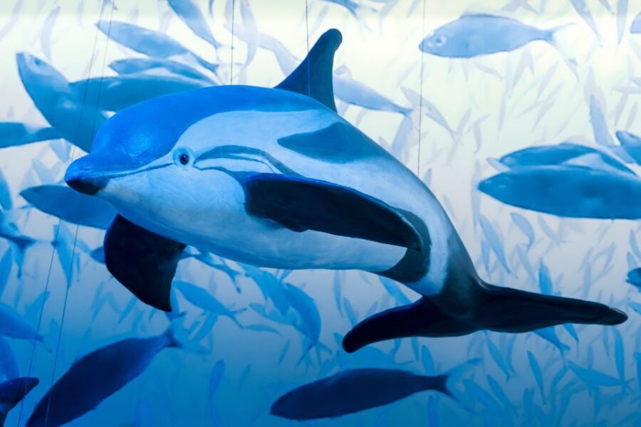 Reykjavik: Whale Watching Tour, Whales of Iceland Exhibition - Timing, seasons, and the reality of whale sightings