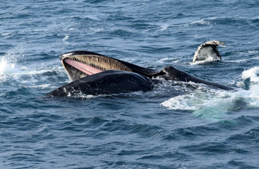 Reykjavik: Whale Watching Tour, Whales of Iceland Exhibition - Price and value: why about $123 can make sense here