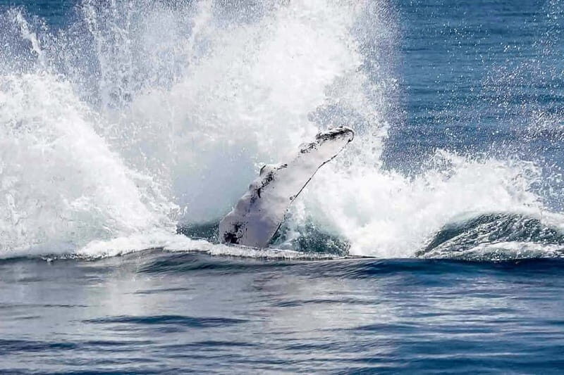 Reykjavik: Whale Watching Tour with Expert Guide - Who should book this Reykjavik whale watching tour
