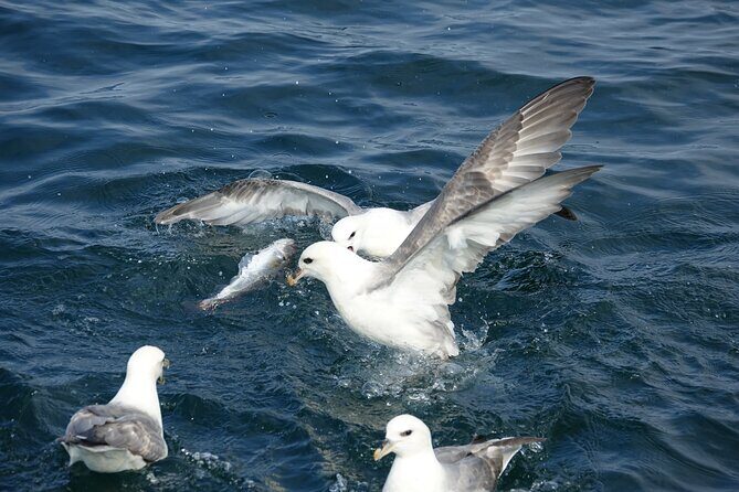 Reykjavik's Finest Catch: Guided Sea Angling Tour for All Levels - The Fish You’re Aiming For (And Why That Improves Your Odds)