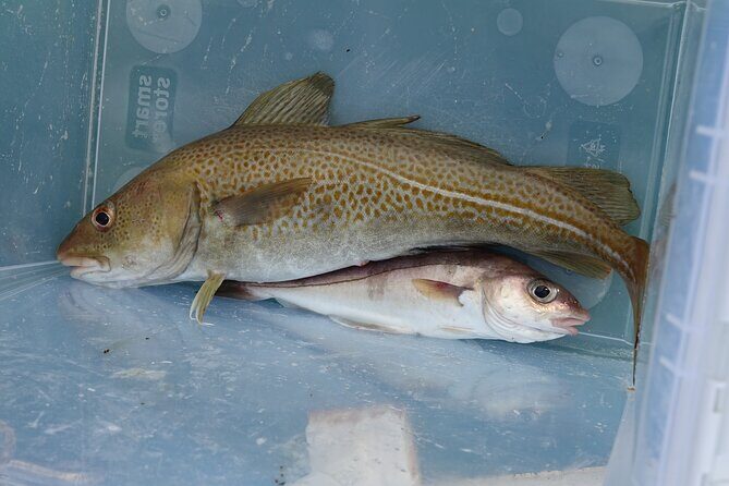 Reykjavik's Finest Catch: Guided Sea Angling Tour for All Levels - Coffee, Cookies, and Coaching: The Small Details That Make It Easier
