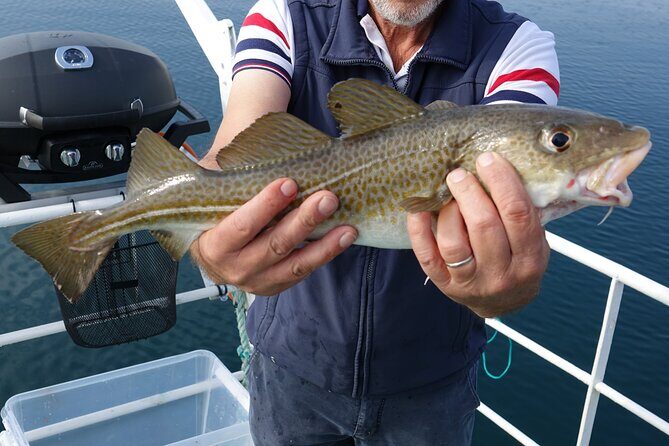 Reykjavik's Finest Catch: Guided Sea Angling Tour for All Levels - Getting Started at Hlésgata 1 (And Why the Meeting Point Matters)