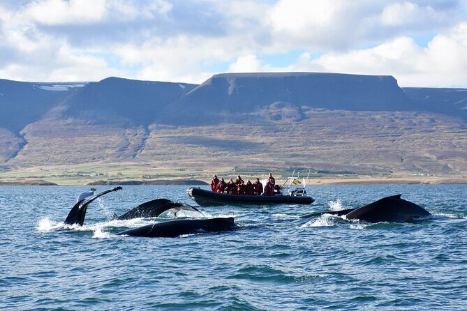 RIB boat express: Whales, Eyjafjord and Akureyri - Key things to know before you go
