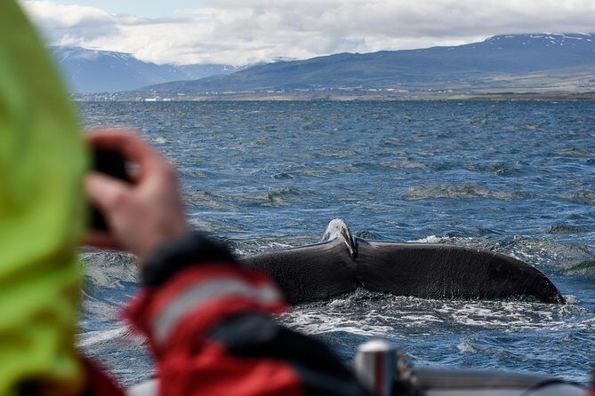 RIB boat express: Whales, Eyjafjord and Akureyri - From Akureyri to the Eyjafjord: what happens during the 2 hours