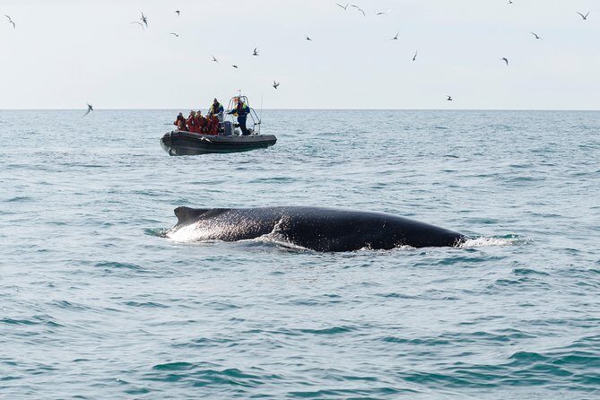 RIB boat express: Whales, Eyjafjord and Akureyri - Whale guarantee and max 12 passengers: real value, not just a marketing line