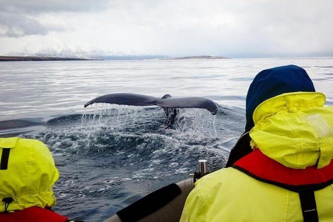 RIB boat express: Whales, Eyjafjord and Akureyri - Guide style and onboard commentary: helping you read whale behavior