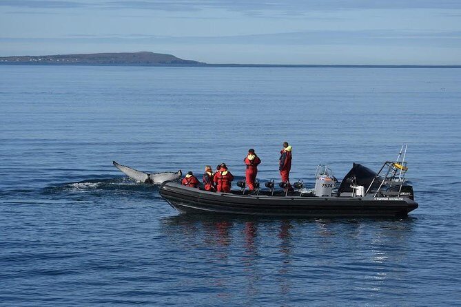 RIB boat express: Whales, Eyjafjord and Akureyri - Who this whale cruise suits best (and who might prefer another style)
