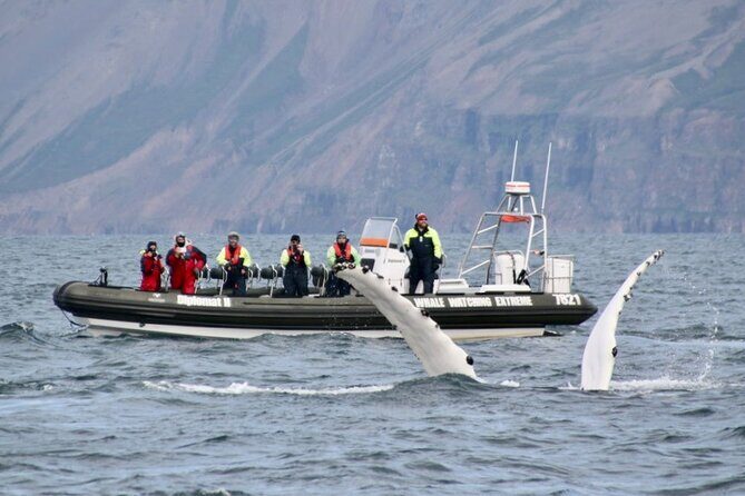 RIB boat express: Whales, Eyjafjord and Akureyri - Should you book RIB boat express: Whales, Eyjafjord and Akureyri?