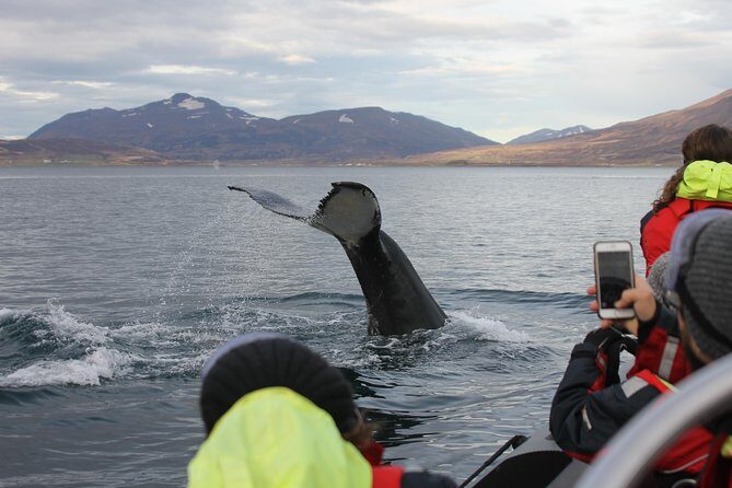 RIB boat express: Whales, Eyjafjord and Akureyri - Overalls, gloves, goggles: the gear that makes or breaks cold-water whale watching