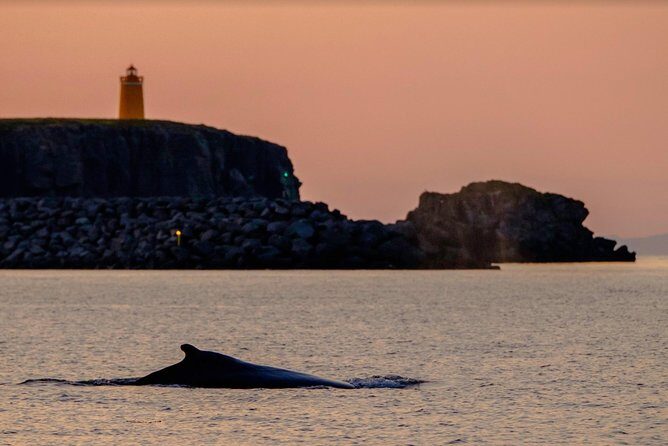 Small-group Whale Watching in the Midnight Sun from Reykjavík - Lundey and Faxaflói Waters: Your Best Shot at Minke, Humpbacks, and Dolphins
