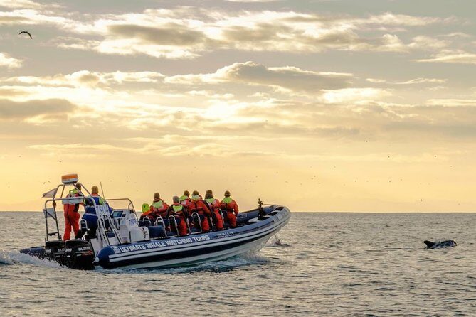 Small-group Whale Watching in the Midnight Sun from Reykjavík - Food, Restrooms, and What to Pack for a 2-Hour Outing