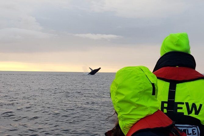 Small-group Whale Watching in the Midnight Sun from Reykjavík - Small-Group Vibe and the Included Gear That Helps You Stay Outside