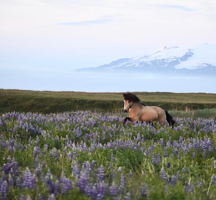 southern Iceland: Black beach riding tour - Black Sand Coast Riding: What the 2 Hours Really Feel Like