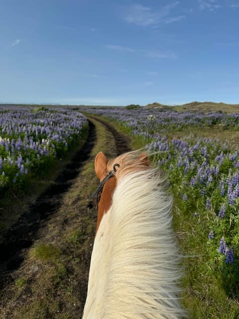 southern Iceland: Black beach riding tour - What the Guides Actually Do (From Calm Instruction to Horse Safety)