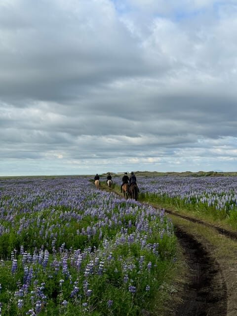 southern Iceland: Black beach riding tour - Getting From Grímsstaðir Farm to the Shore