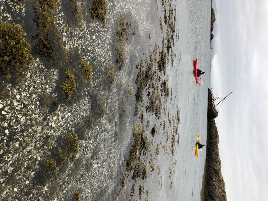 Stykkishólmur: 2-Hour Sea Kayak Tour - Wildlife time: where to look for white-tailed eagles