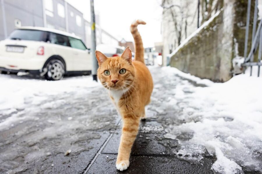The Private Reykjavik CatWalk - Finding the City’s Famous Cat Names (Baktus, Jonsi, Ofelia)