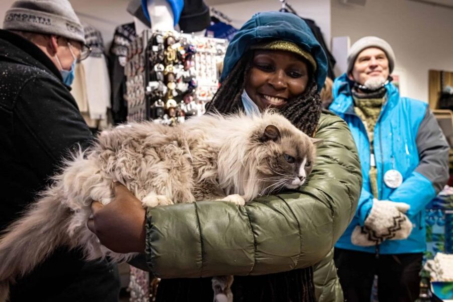 The Private Reykjavik CatWalk - Downtown Shopping Break: Cat-Themed Gifts Without the Hard Sell