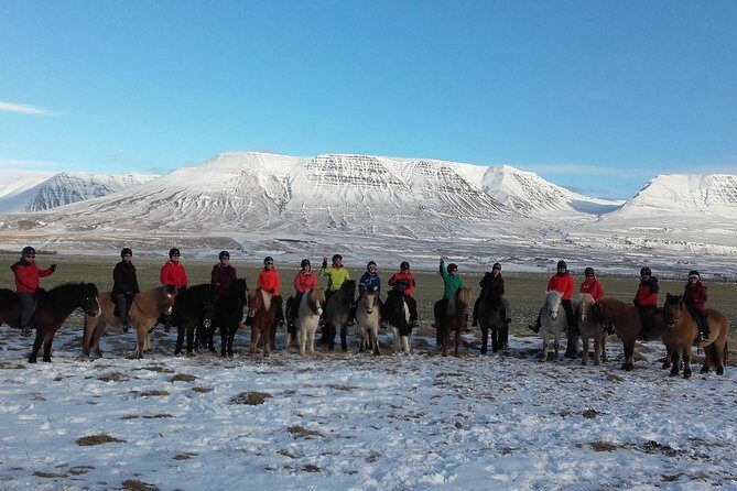 The Viking Horse Riding Experience in North Iceland - Learning Icelandic Horses and the tölt Gait Without Panic