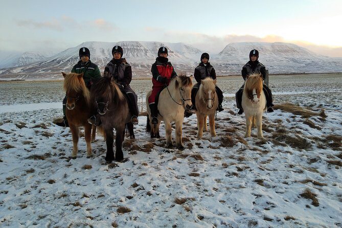 The Viking Horse Riding Experience in North Iceland - Should You Book Viking Horse Riding in North Iceland?