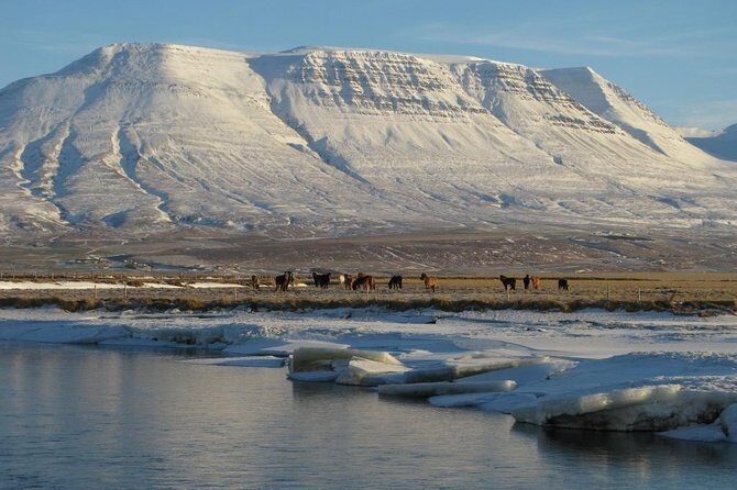 The Viking Horse Riding Experience in North Iceland - The 1.5-Hour Winter Ride: Pace, Trail, and What You Actually Do